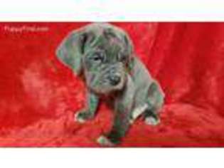 Neapolitan Mastiff Puppy for sale in Falcon, MO, USA