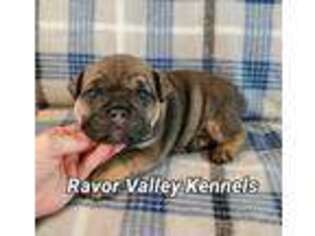 Bulldog Puppy for sale in Wymore, NE, USA