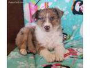 Miniature Australian Shepherd Puppy for sale in Nathalie, VA, USA