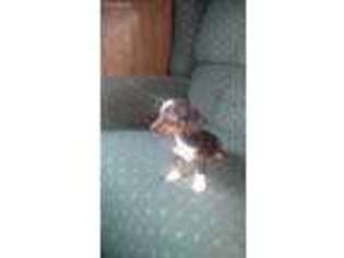 Dachshund Puppy for sale in Rogers, OH, USA