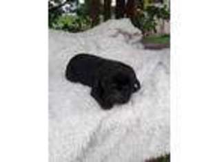 Labrador Retriever Puppy for sale in Greenville, VA, USA