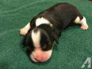Cavalier King Charles Spaniel Puppy for sale in WATERLOO, NY, USA