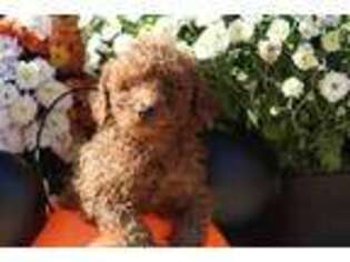 Mutt Puppy for sale in Galena, MO, USA