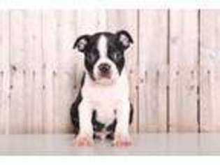 Boston Terrier Puppy for sale in Butler, OH, USA