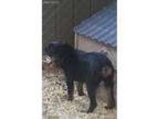 Rottweiler Puppy for sale in Abilene, TX, USA