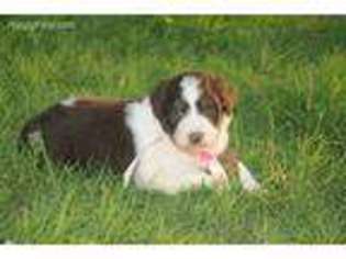 Mutt Puppy for sale in Springer, OK, USA
