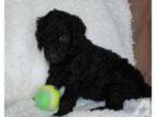 Labradoodle Puppy for sale in MEDFORD, OR, USA