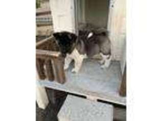 Akita Puppy for sale in Caldwell, ID, USA