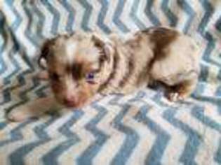 Miniature Australian Shepherd Puppy for sale in Garrison, IA, USA