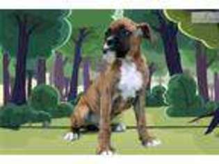 Boxer Puppy for sale in Saint George, UT, USA