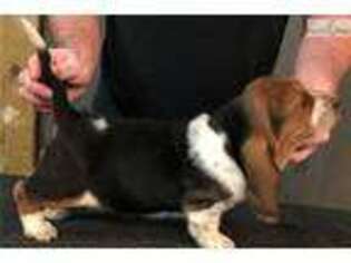 Basset Hound Puppy for sale in Indianapolis, IN, USA