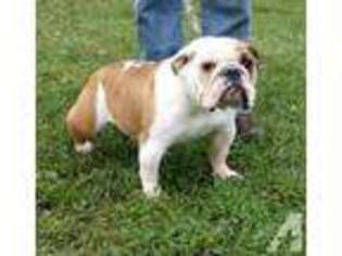 Bulldog Puppy for sale in MARSHALL, IL, USA