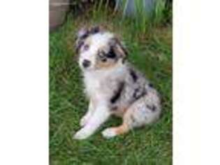Miniature Australian Shepherd Puppy for sale in Crimora, VA, USA