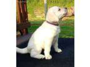 Labrador Retriever Puppy for sale in Lynchburg, TN, USA
