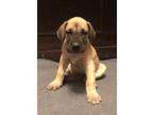 Great Dane Puppy for sale in Sunbury, PA, USA
