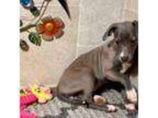 Italian Greyhound Puppy for sale in Macon, GA, USA