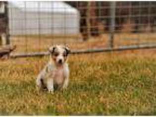 Australian Shepherd Puppy for sale in Garden City, MO, USA