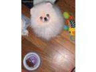 Pomeranian Puppy for sale in Whitney, TX, USA