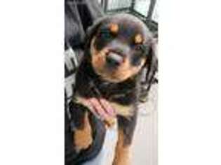 Rottweiler Puppy for sale in Galivants Ferry, SC, USA