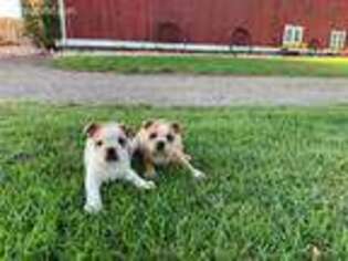 Mutt Puppy for sale in Kimball, MN, USA