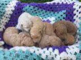 Labradoodle Puppy for sale in Bradley, SC, USA