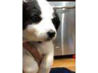 Border Collie Puppy for sale in Cheyenne, WY, USA