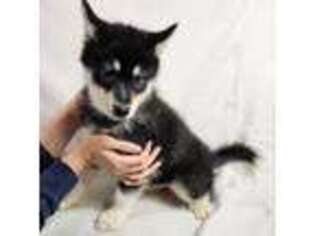 Alaskan Malamute Puppy for sale in Statesville, NC, USA