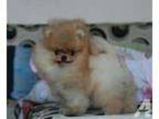 Pomeranian Puppy for sale in PICO RIVERA, CA, USA