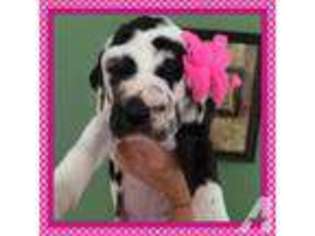Great Dane Puppy for sale in CARLISLE, SC, USA