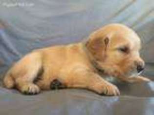 Golden Retriever Puppy for sale in Friant, CA, USA