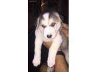 Siberian Husky Puppy for sale in Jackson Heights, NY, USA