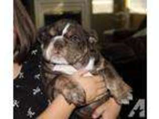 Bulldog Puppy for sale in PLACENTIA, CA, USA