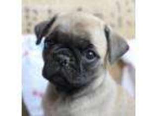 Pug Puppy for sale in Wentworth, MO, USA
