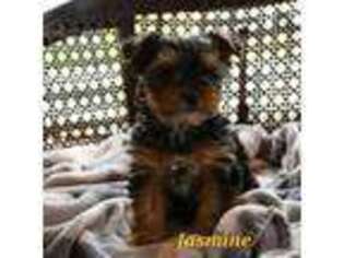 Yorkshire Terrier Puppy for sale in Richland, PA, USA
