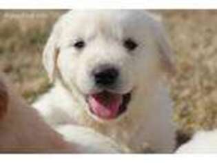Golden Retriever Puppy for sale in Byers, CO, USA
