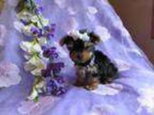 Yorkshire Terrier Puppy for sale in BROKEN ARROW, OK, USA