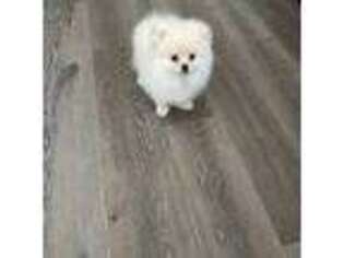 Medium Photo #1 Pomeranian Puppy For Sale in Unknown, USA