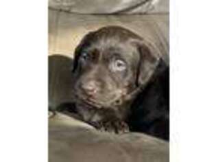 Labrador Retriever Puppy for sale in Monona, IA, USA