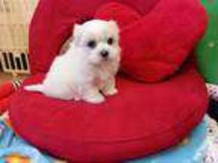 Maltese Puppy for sale in AUBURN, WA, USA