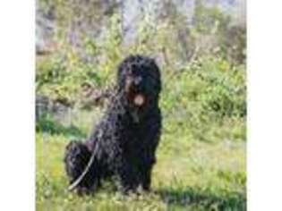 Black Russian Terrier Puppy for sale in Roberts, MT, USA