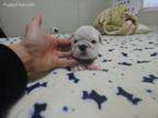 Bulldog Puppy for sale in Edgewater, NJ, USA