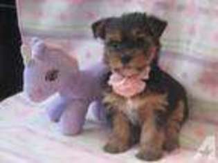 Yorkshire Terrier Puppy for sale in MILWAUKEE, WI, USA