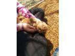 Goldendoodle Puppy for sale in Chestertown, MD, USA