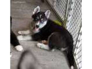 Siberian Husky Puppy for sale in Bartlett, IL, USA