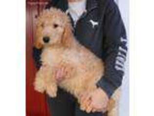 Goldendoodle Puppy for sale in Diamond, MO, USA