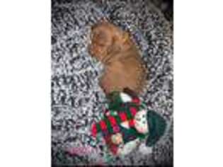 Vizsla Puppy for sale in Liberty Center, OH, USA