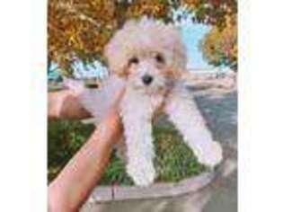 Goldendoodle Puppy for sale in Rohnert Park, CA, USA