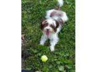 Havanese Puppy for sale in Metamora, IN, USA