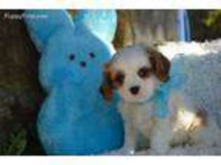 Cavalier King Charles Spaniel Puppy for sale in Ringgold, GA, USA