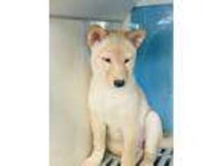 Shiba Inu Puppy for sale in Danbury, CT, USA